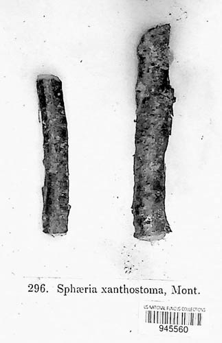 Wuestneia chrysostroma image